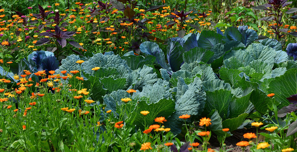 community garden workshops